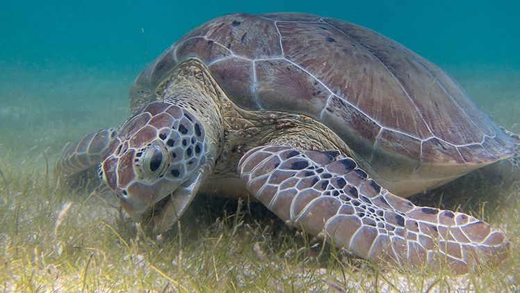 A real-life turtle eating seaweed.